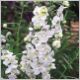 Angelonia-Angelface-'White'